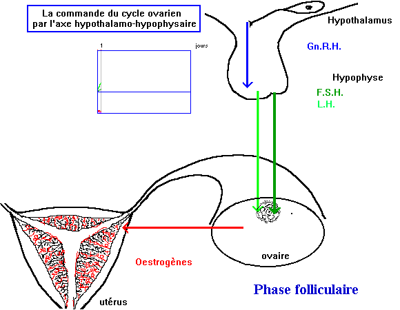 Veuillez patienter... Chargement des images