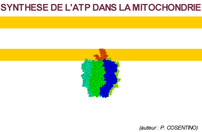Synthse de l'ATP